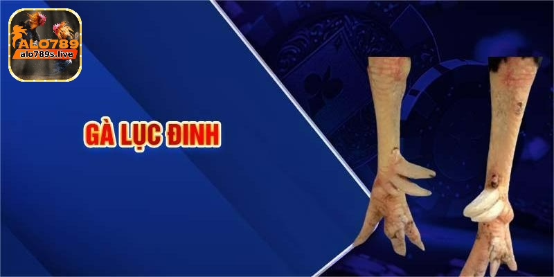 Gà lục đinh - Ưu và nhược điểm của giống gà quý hiếm 3 Gà đá lục đinh không cựa
