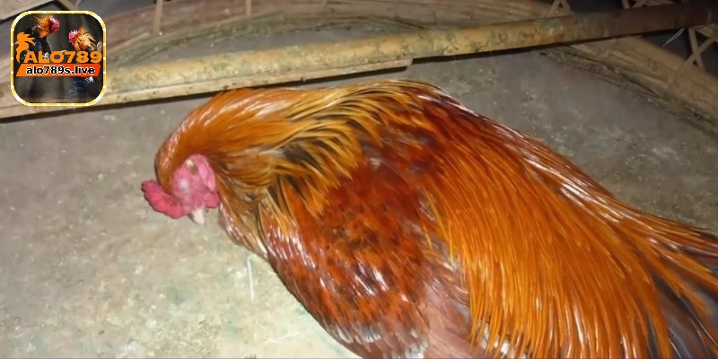 Gà tử mị - Bật mí cách nhận dạng chiến kê hiệu quả 2 Đánh giá lối đá làm nên thương hiệu của gà