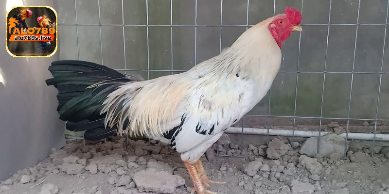 Màu mạng gà đá và cách xem hiệu quả nhất cho người chơi 5 Tìm hiểu màu gà mệnh Mộc