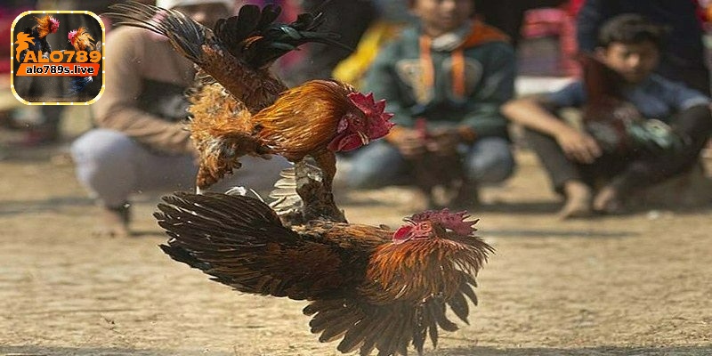 Màu mạng gà đá và cách xem hiệu quả nhất cho người chơi 4 Màu mạng đá gà mệnh Thủy