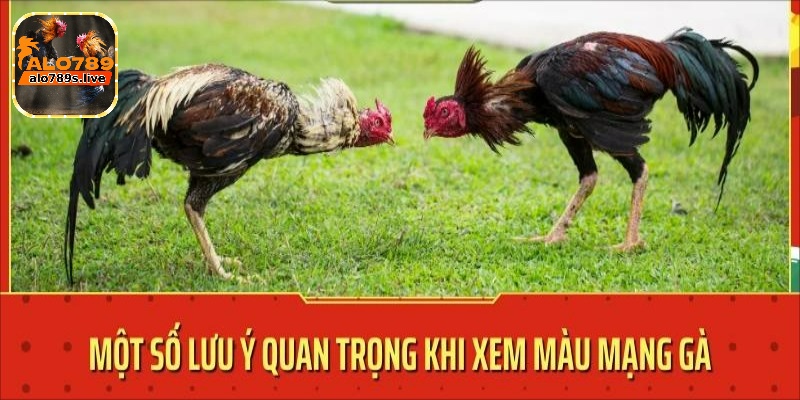 Màu mạng gà đá và cách xem hiệu quả nhất cho người chơi 6 Một số lưu ý khi xem màu mạng gà