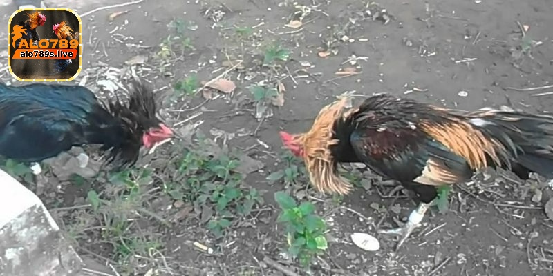 Màu mạng gà đá và cách xem hiệu quả nhất cho người chơi 3 Tổng hợp một số màu mạng hot