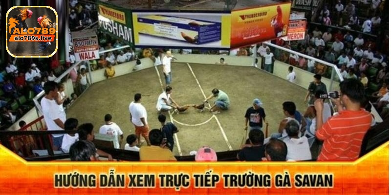 Trường gà Savan - Thông tin cụ thể về trại huấn luyện gà 3 Theo dõi trận đấu thông qua phát sóng trực tiếp