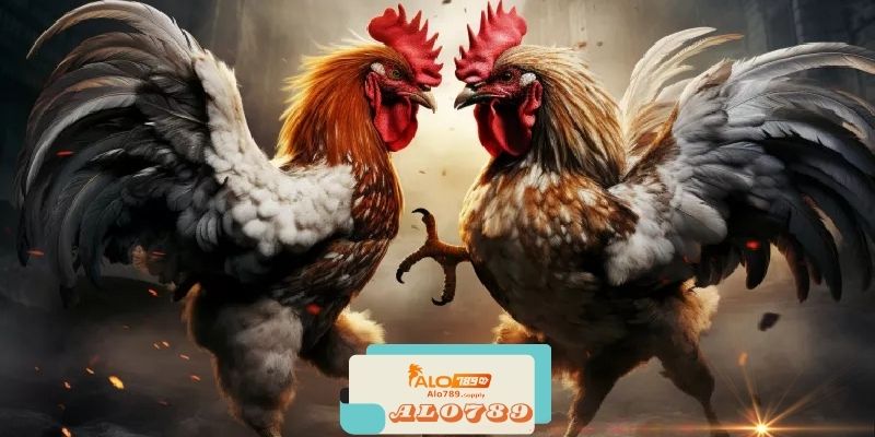 Alo789 - Trang Đá Gà Trực Tuyến Hấp Dẫn Số 1 Việt Nam 5 FAQs Alo789