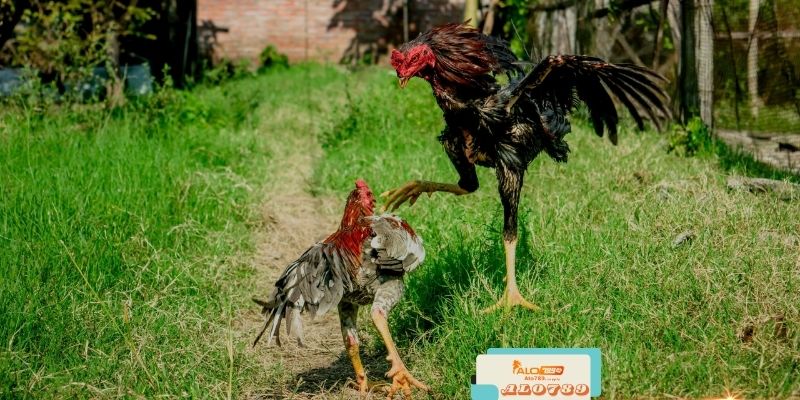 Alo789 - Trang Đá Gà Trực Tuyến Hấp Dẫn Số 1 Việt Nam 3 Hỗ Trợ Khách Hàng Tận Tâm